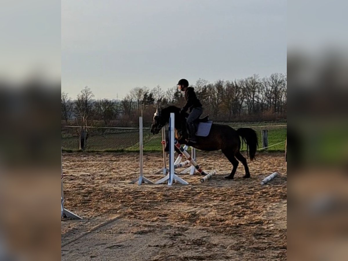 Polish riding pony Mare 10 years 14,2 hh Bay-Dark in Balgstaedt