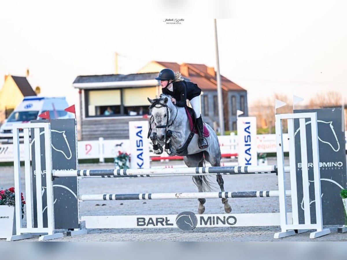 Polish riding pony Mare 10 years 14,2 hh Gray in Gdańsk