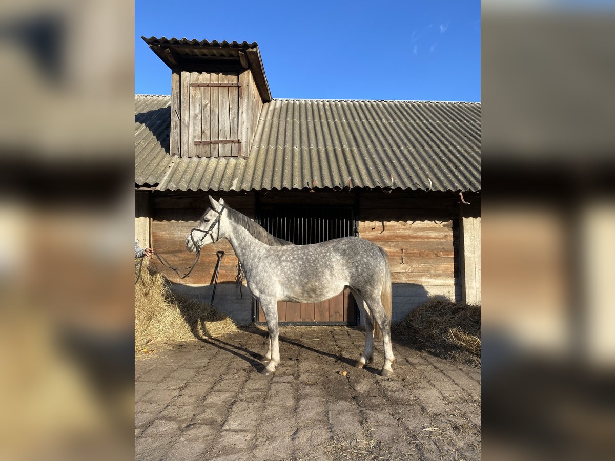 Polish riding pony Mix Mare 4 years 14,1 hh Gray in Rossosz