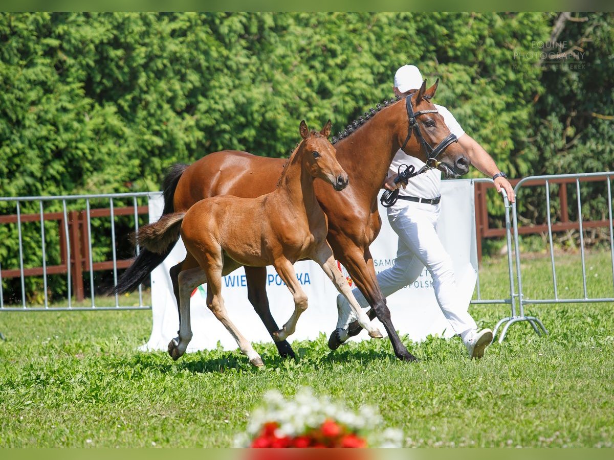 Polish riding pony Mare Foal (05/2024) 14,1 hh Brown in Opalenica