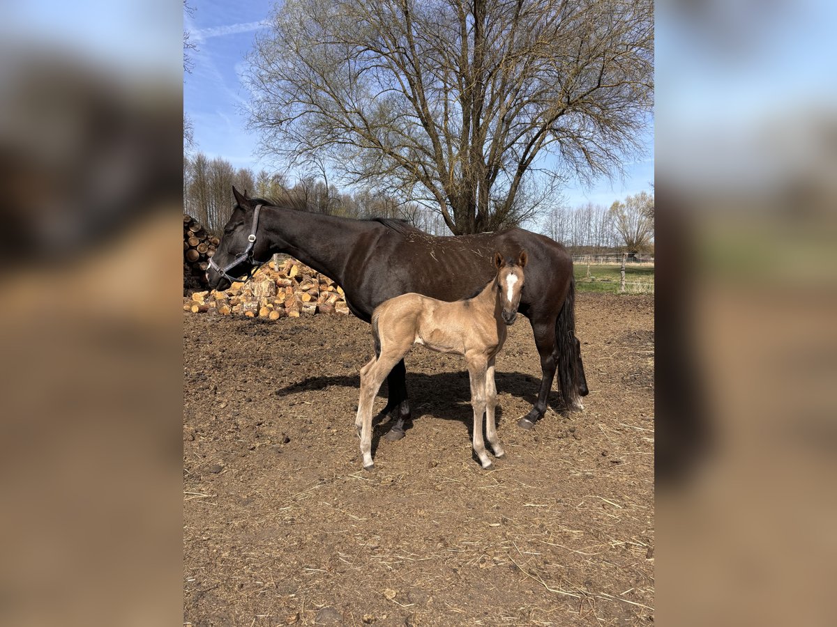 Polish riding pony Mare  14,1 hh Buckskin in Trzciel