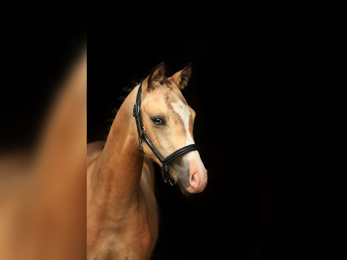 Polish riding pony Mare Foal (03/2025) 14,2 hh Buckskin in W&#x105;sowo
