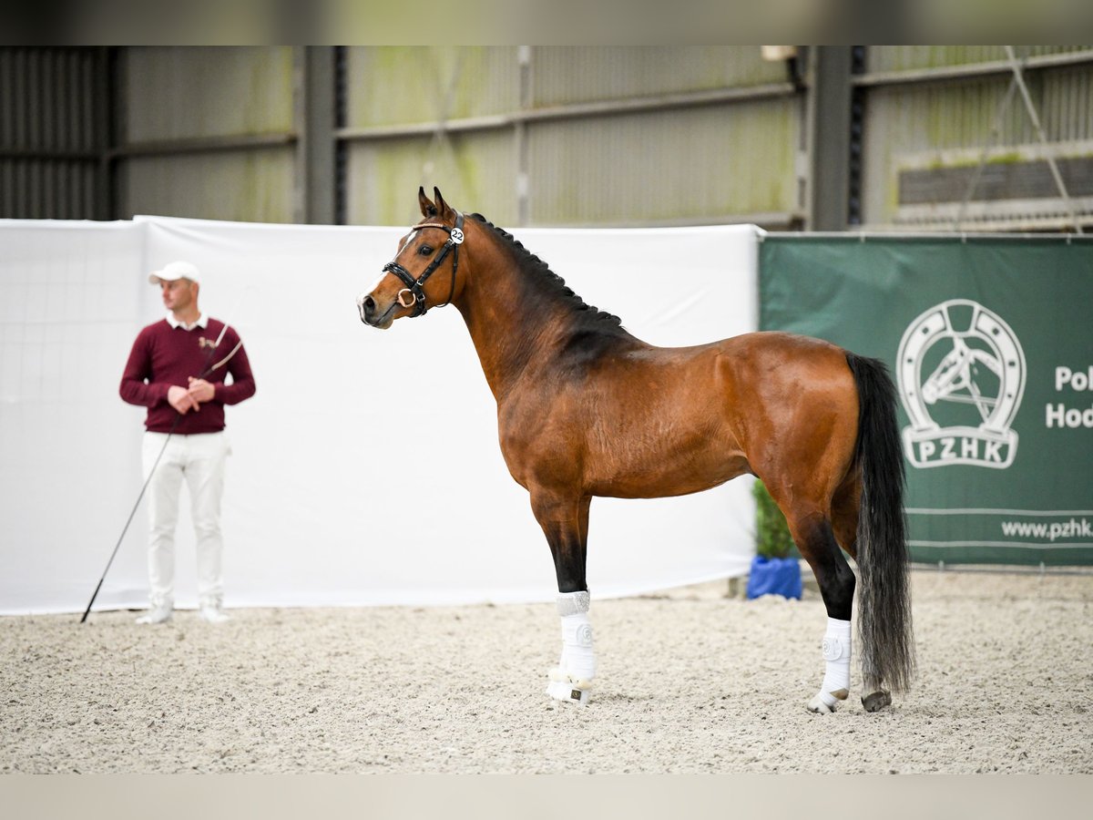 Polish riding pony Stallion 3 years 14,1 hh Brown in Opalenica