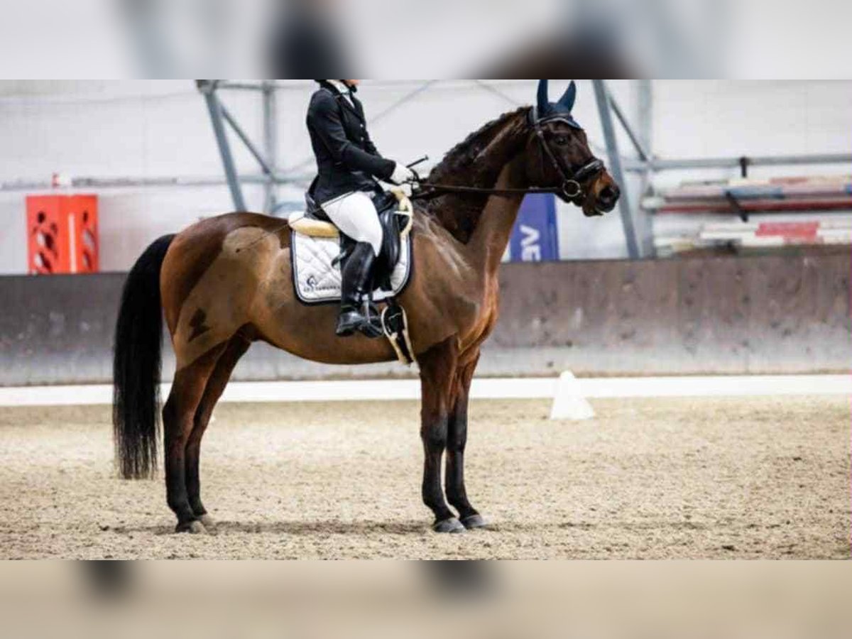 Polish sport horse Gelding 11 years 16 hh Brown in Truskaw