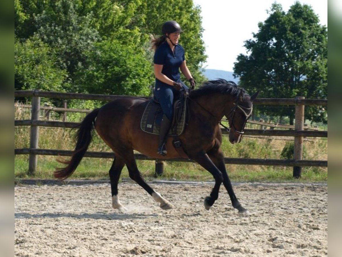Polish sport horse Gelding 15 years 15,2 hh Brown in Hameln Polish sport horse Gelding 15 years 15,2 hh Brown in Hameln