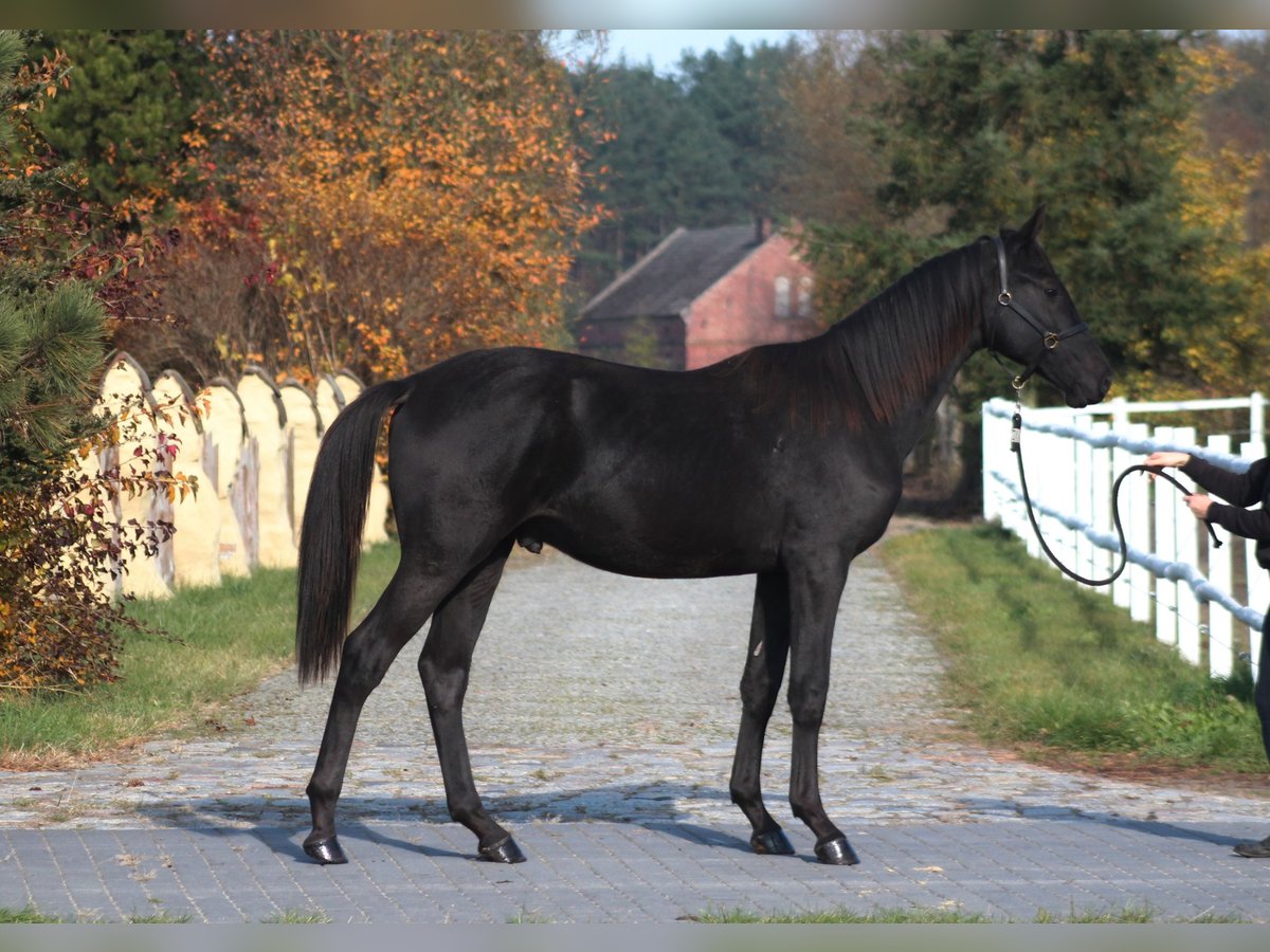 Polish sport horse Gelding 2 years 17 hh Black in Santok