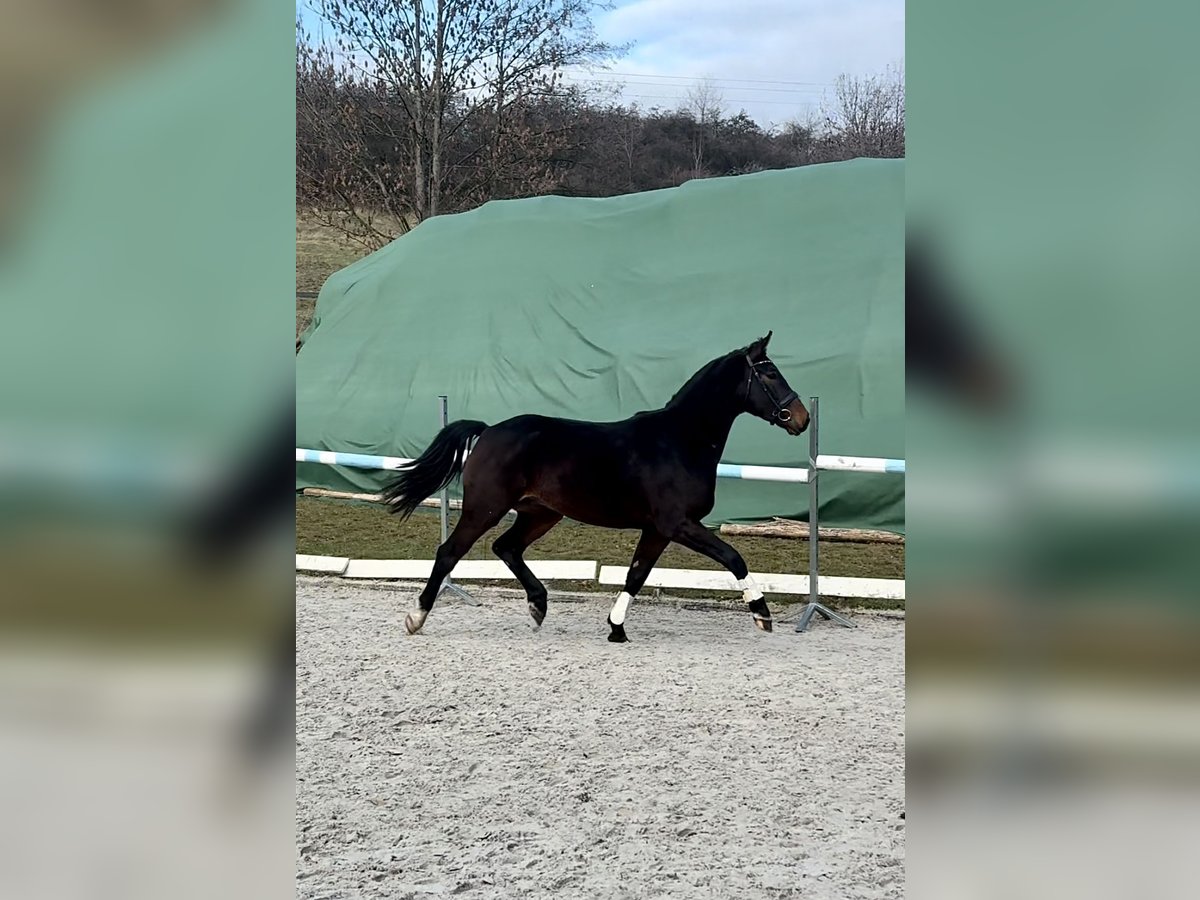 Polish sport horse Gelding 3 years 16,1 hh Bay-Dark in Wa&#x142;brzych