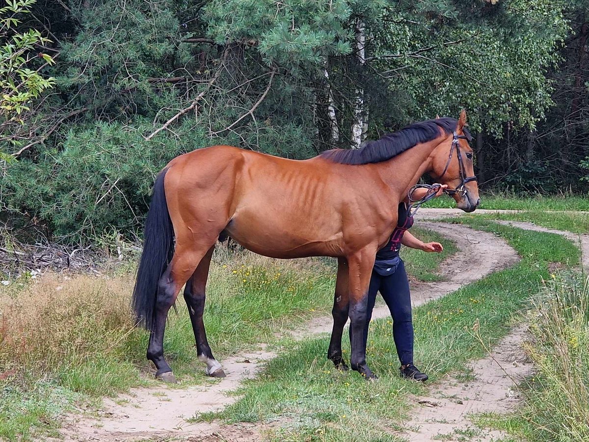Polish sport horse Gelding 3 years 16,2 hh Brown in Podlaski
