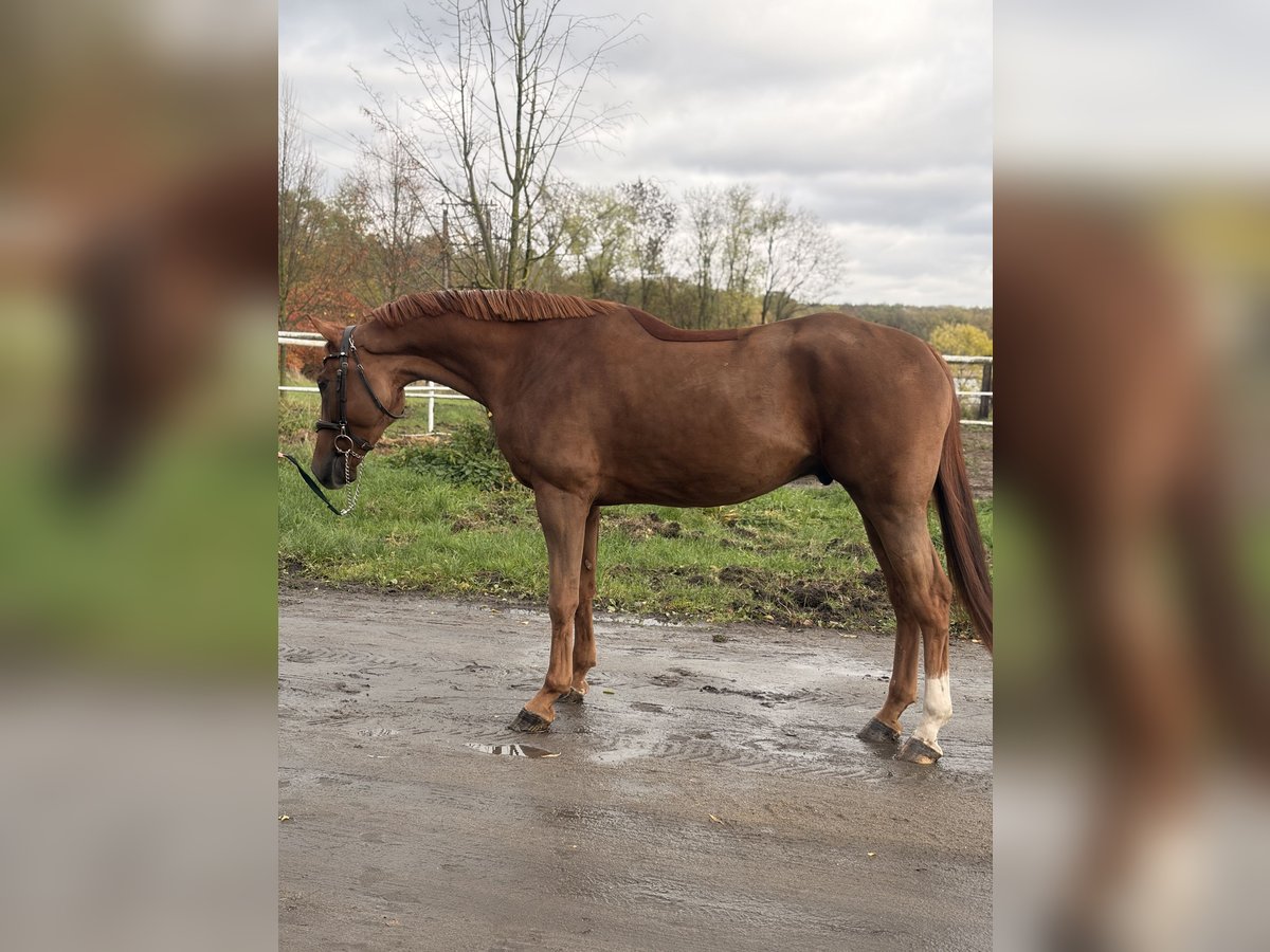 Polish sport horse Gelding 4 years 16,1 hh Chestnut-Red in Siedleczek Polish sport horse Gelding 4 years 16,1 hh Chestnut-Red in Siedleczek