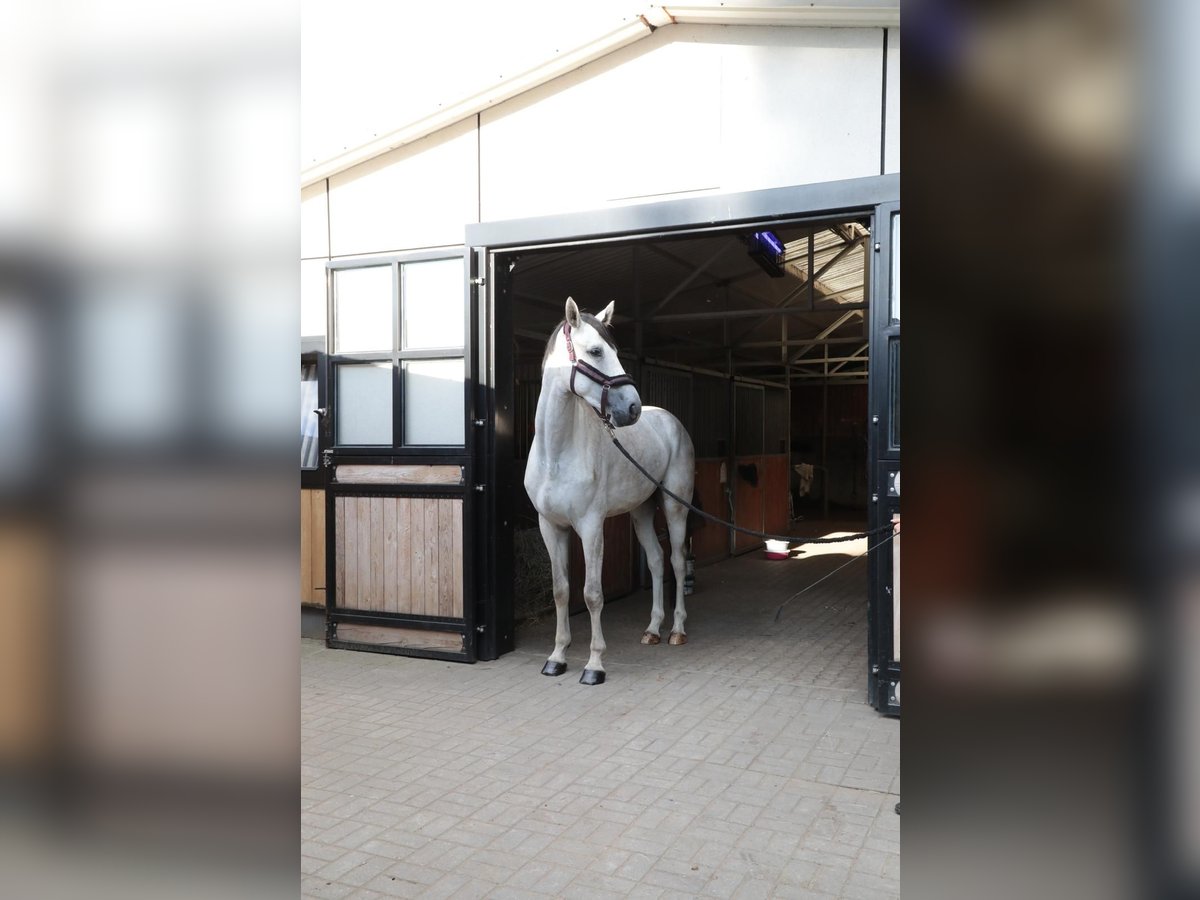Polish sport horse Gelding 4 years 16,2 hh Grey in Starogard Gda&#x144;ski