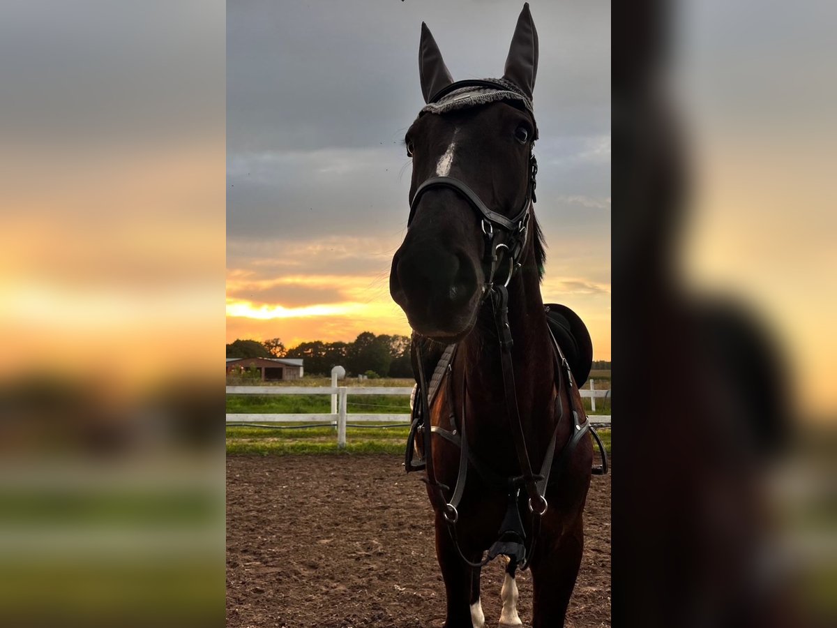 Polish sport horse Gelding 6 years 16,2 hh Black in &#x15A;wiecie
