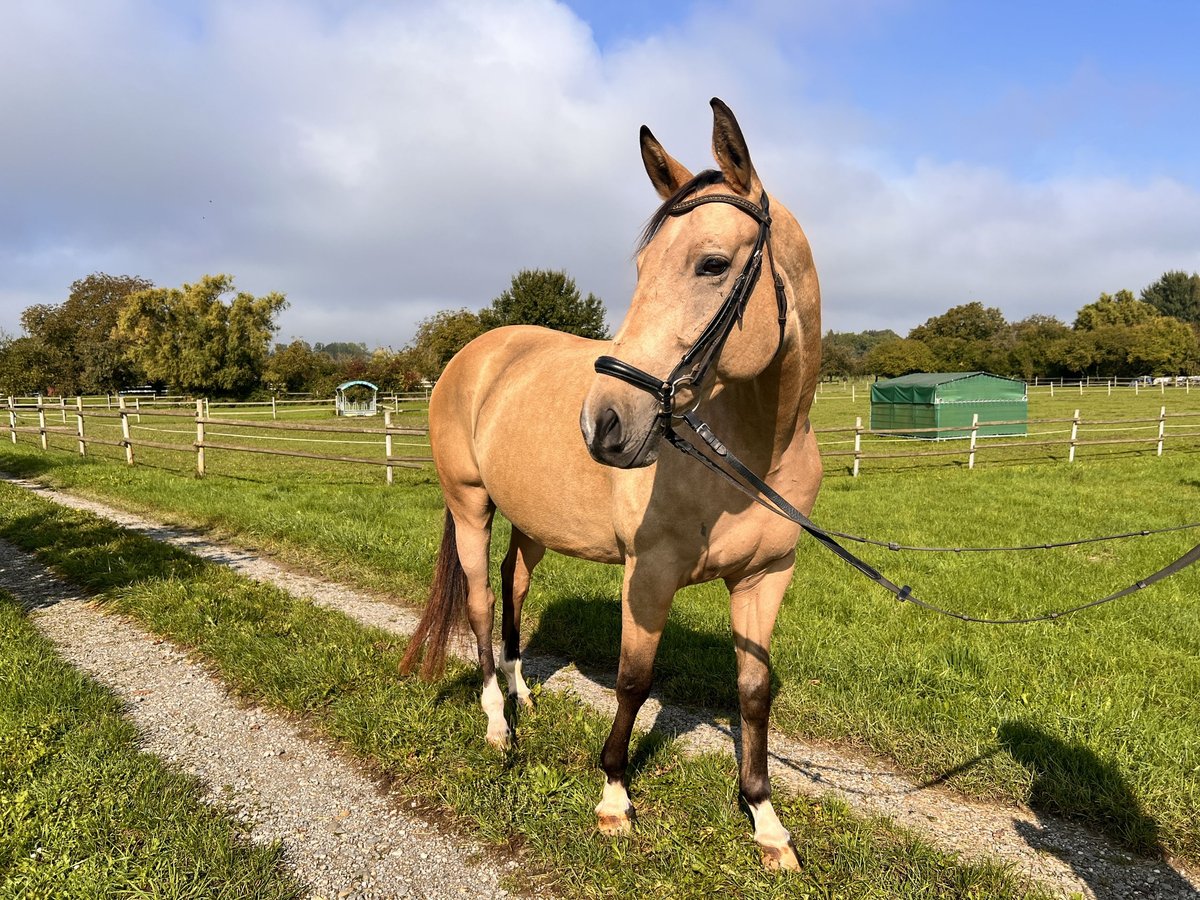 Polish sport horse Gelding 7 years 15,3 hh Dun in Au am Rhein