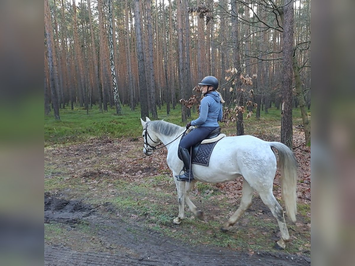 Polish sport horse Mare 10 years 16 hh Grey in Forst