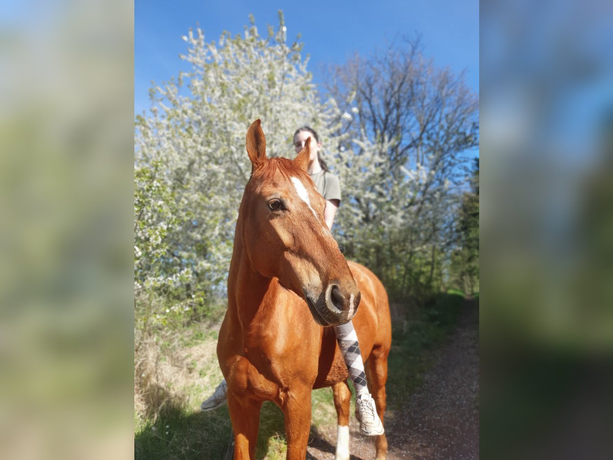 Polish sport horse Mare 11 years 15,1 hh Chestnut-Red in Herbstein