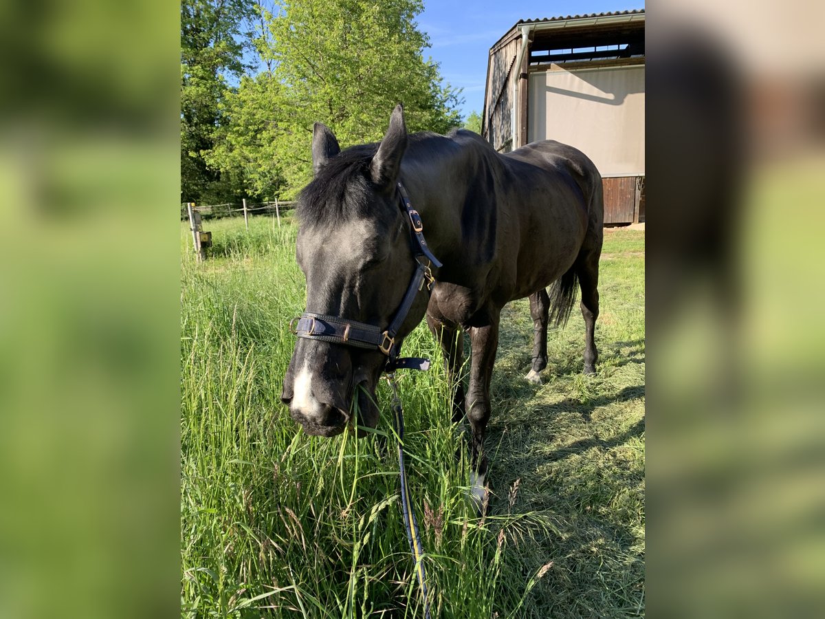 Polish sport horse Mix Mare 17 years 16,2 hh Black in Neckarbischofsheim