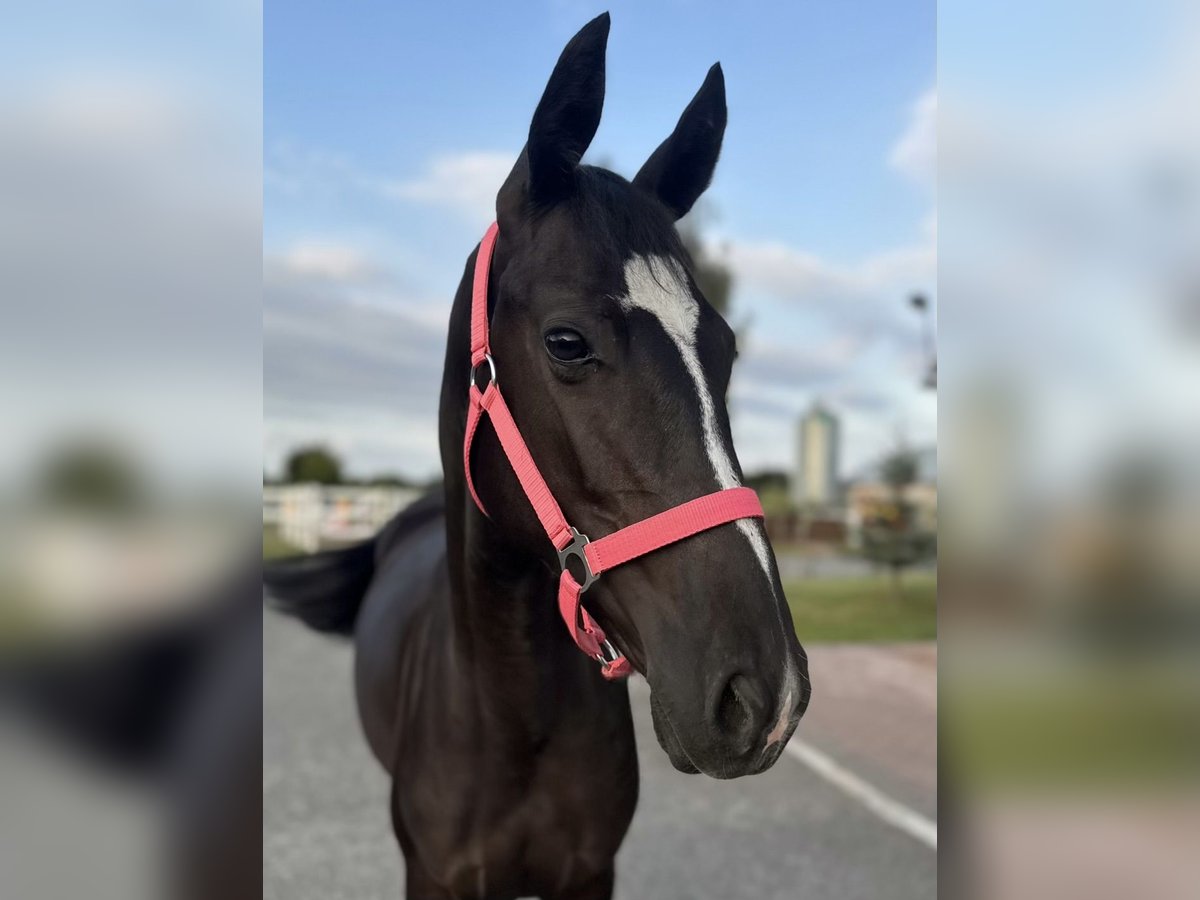 Polish sport horse Mare 1 year 14 hh Black in Kochowo Polish sport horse Mare 1 year 14 hh Black in Kochowo