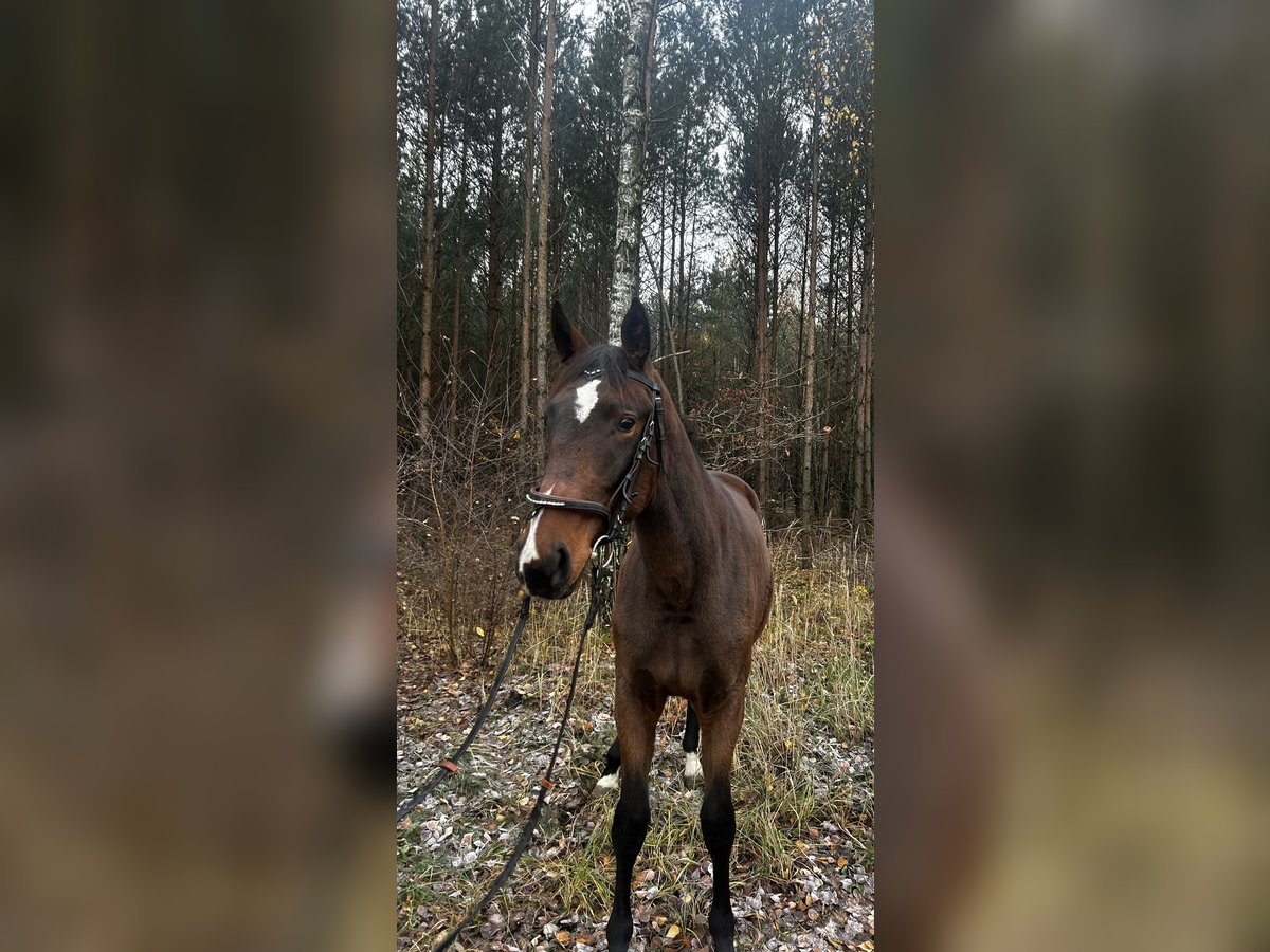 Polish sport horse Mare 1 year 16 hh Brown in Przygodzice