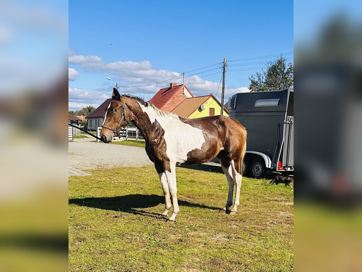 Polish sport horse Mare 2 years Pinto in Bierzwnik