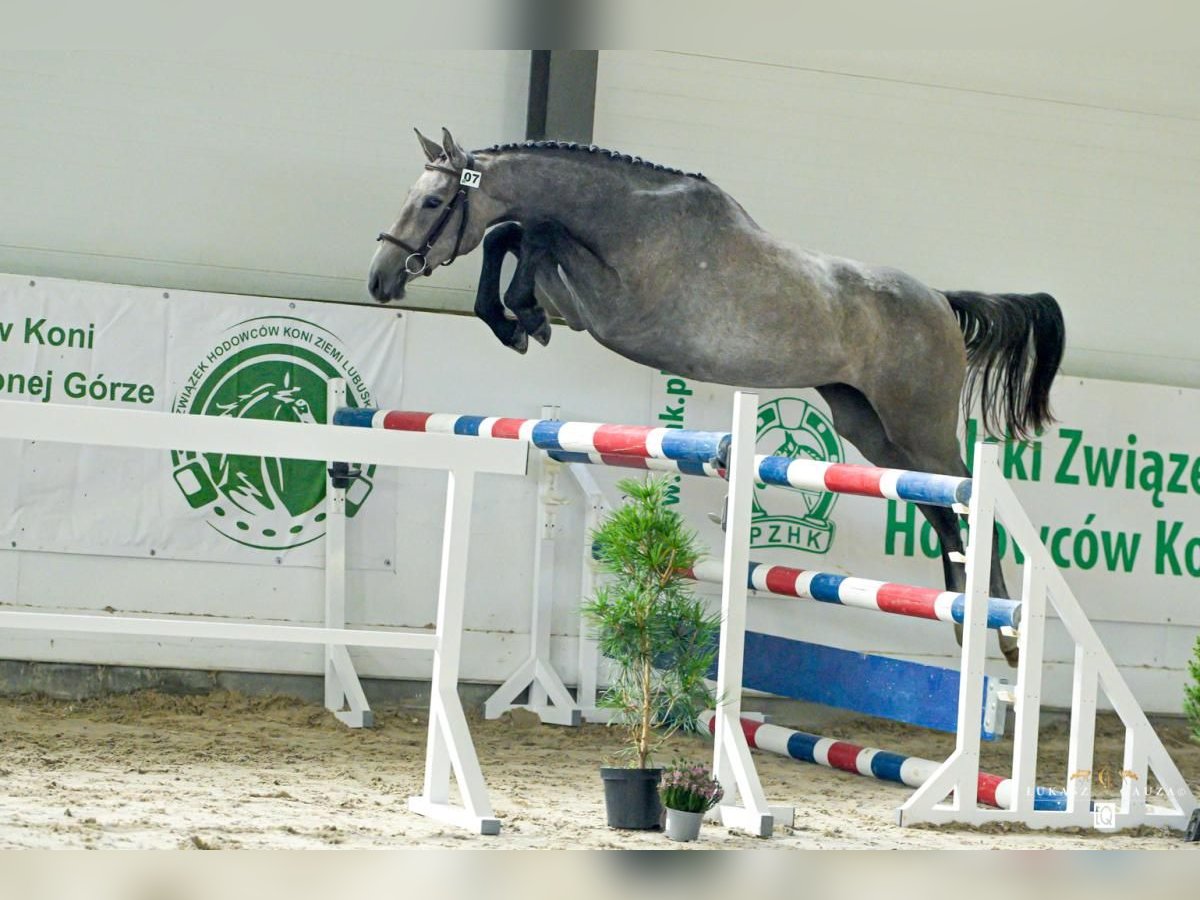 Polish sport horse Mare 3 years 15,2 hh Grey in Urzuty