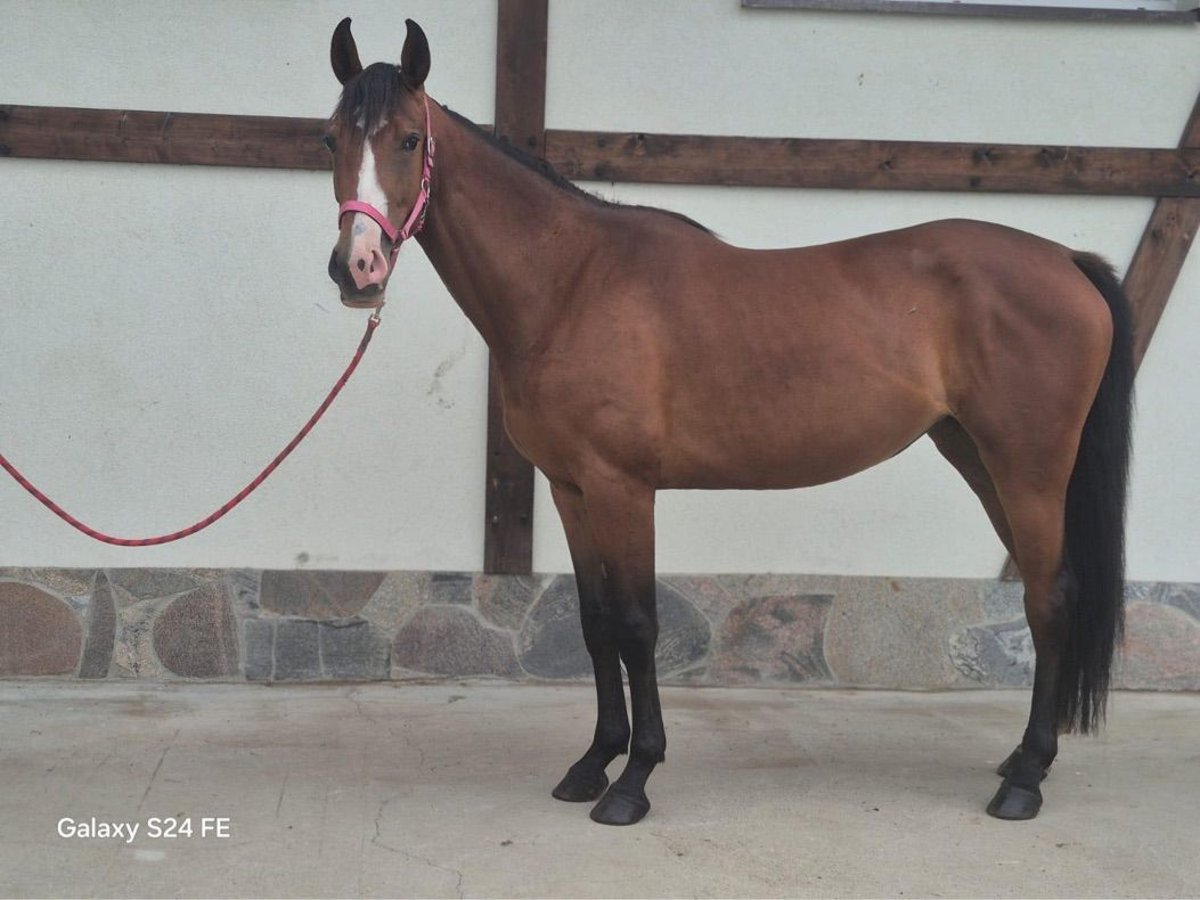 Polish sport horse Mare 3 years 16,2 hh Bay in Nowogard