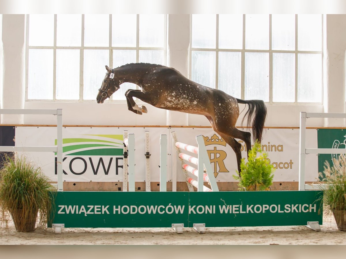 Polish sport horse Mare 4 years 15,2 hh Leopard-Piebald in Turek Polish sport horse Mare 4 years 15,2 hh Leopard-Piebald in Turek