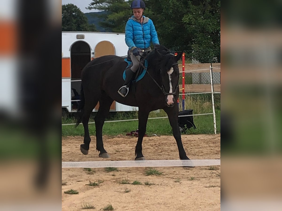 Polish sport horse Mare 4 years 16 hh Black in Wasungen OT &#xD6;pfershausen