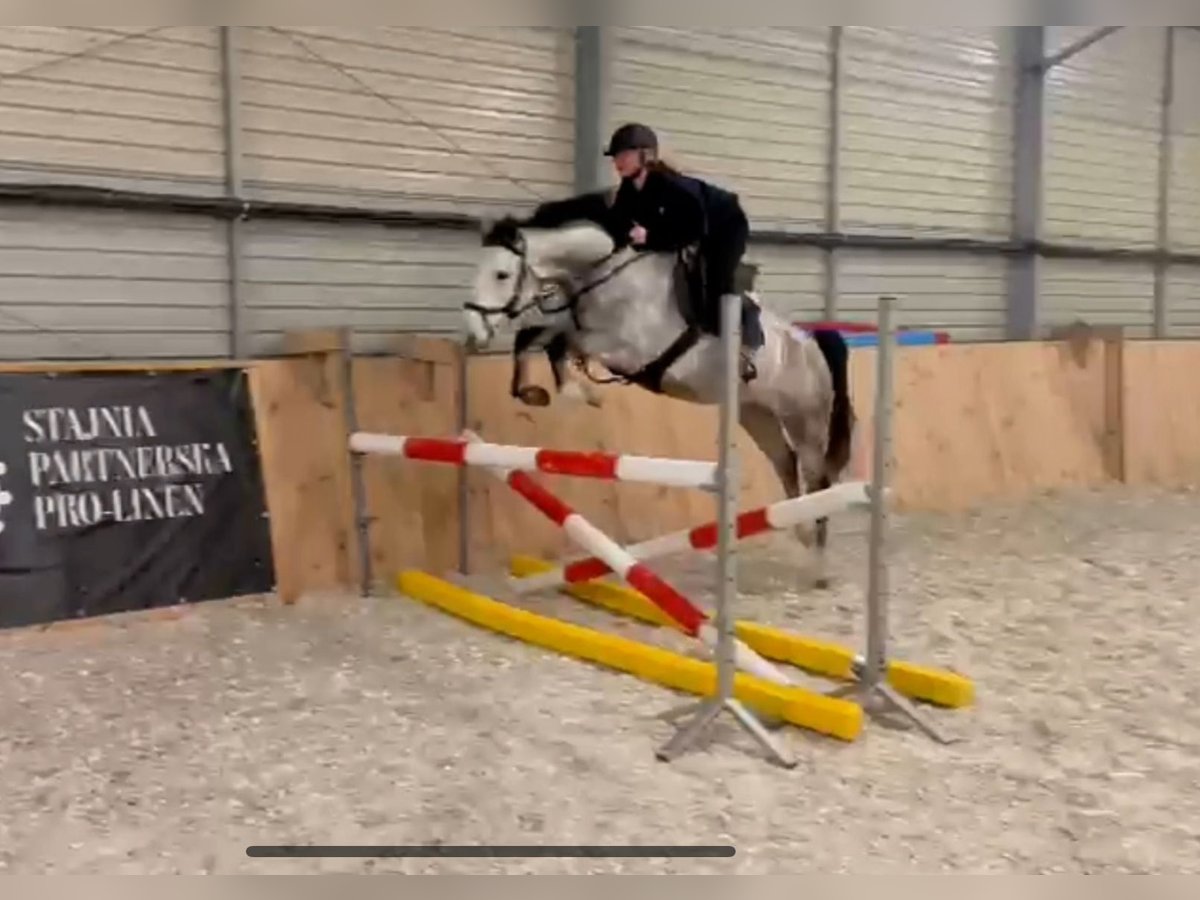Polish sport horse Mare 5 years 15,2 hh Grey in Go&#x15B;cimiec