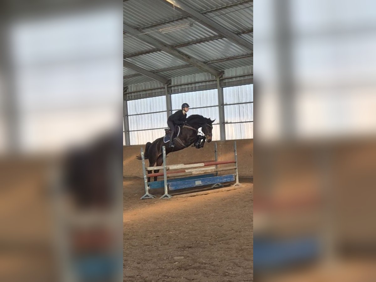Polish sport horse Mare 7 years 16,1 hh Bay-Dark in Trzebusz