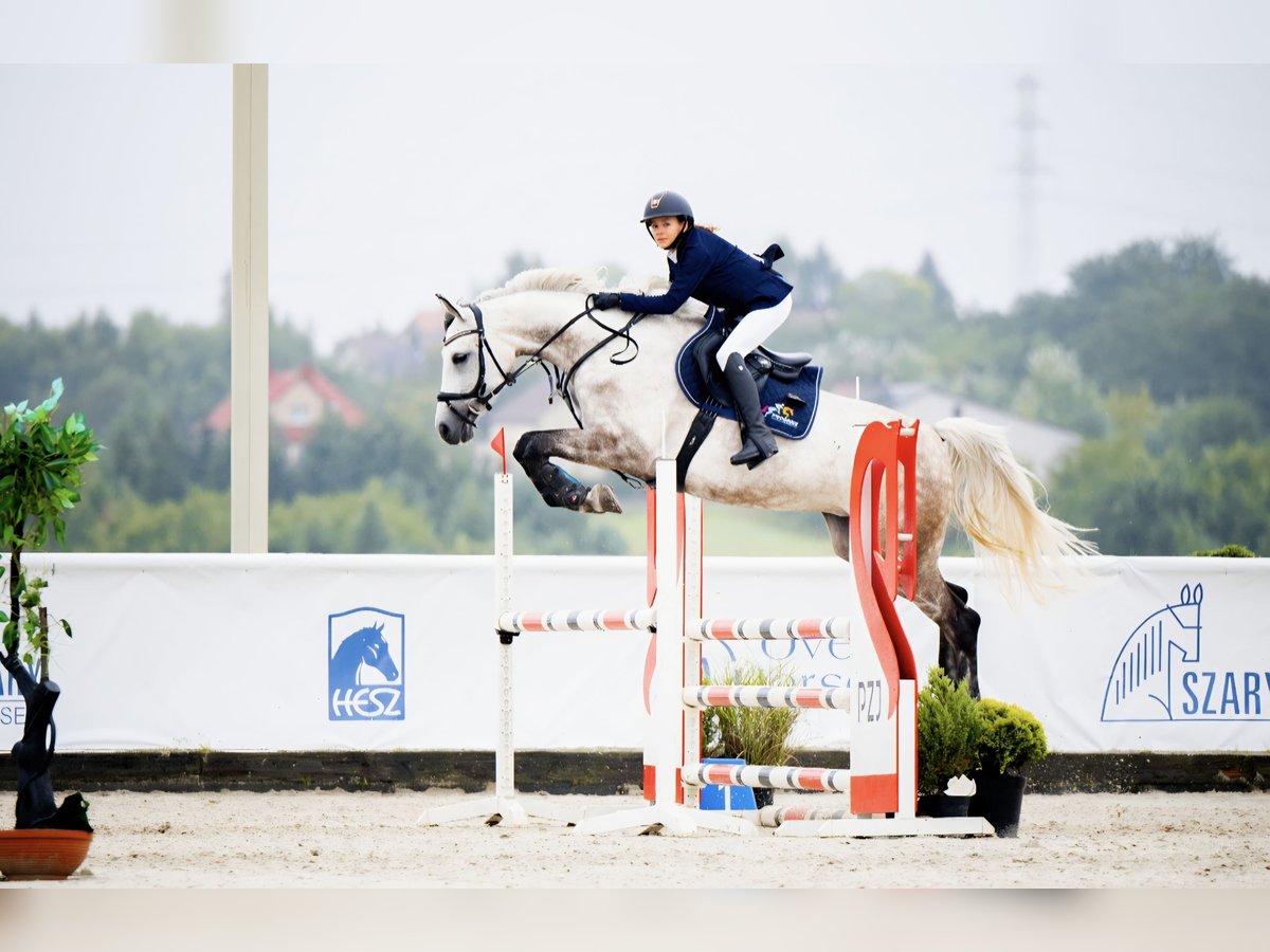Polish sport horse Mare 8 years 16,1 hh Grey-Dapple in Cz&#x119;stochowa