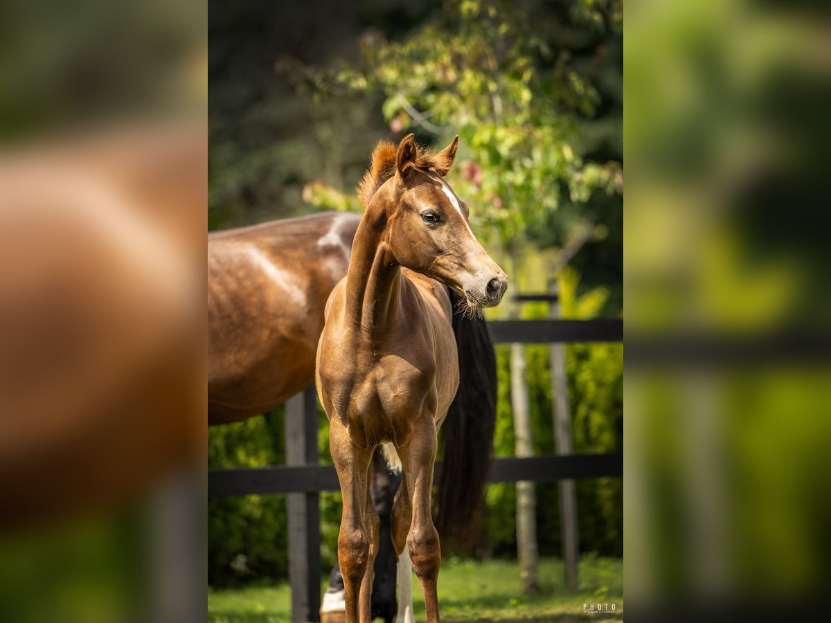 Polish sport horse Mare Foal (04/2025) Chestnut-Red in Serock
