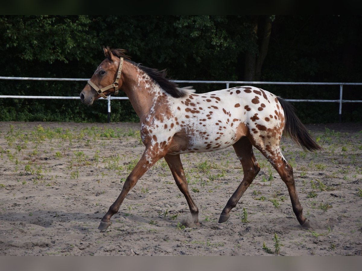 Polish sport horse Stallion 1 year 16 hh Leopard-Piebald in Chelmno