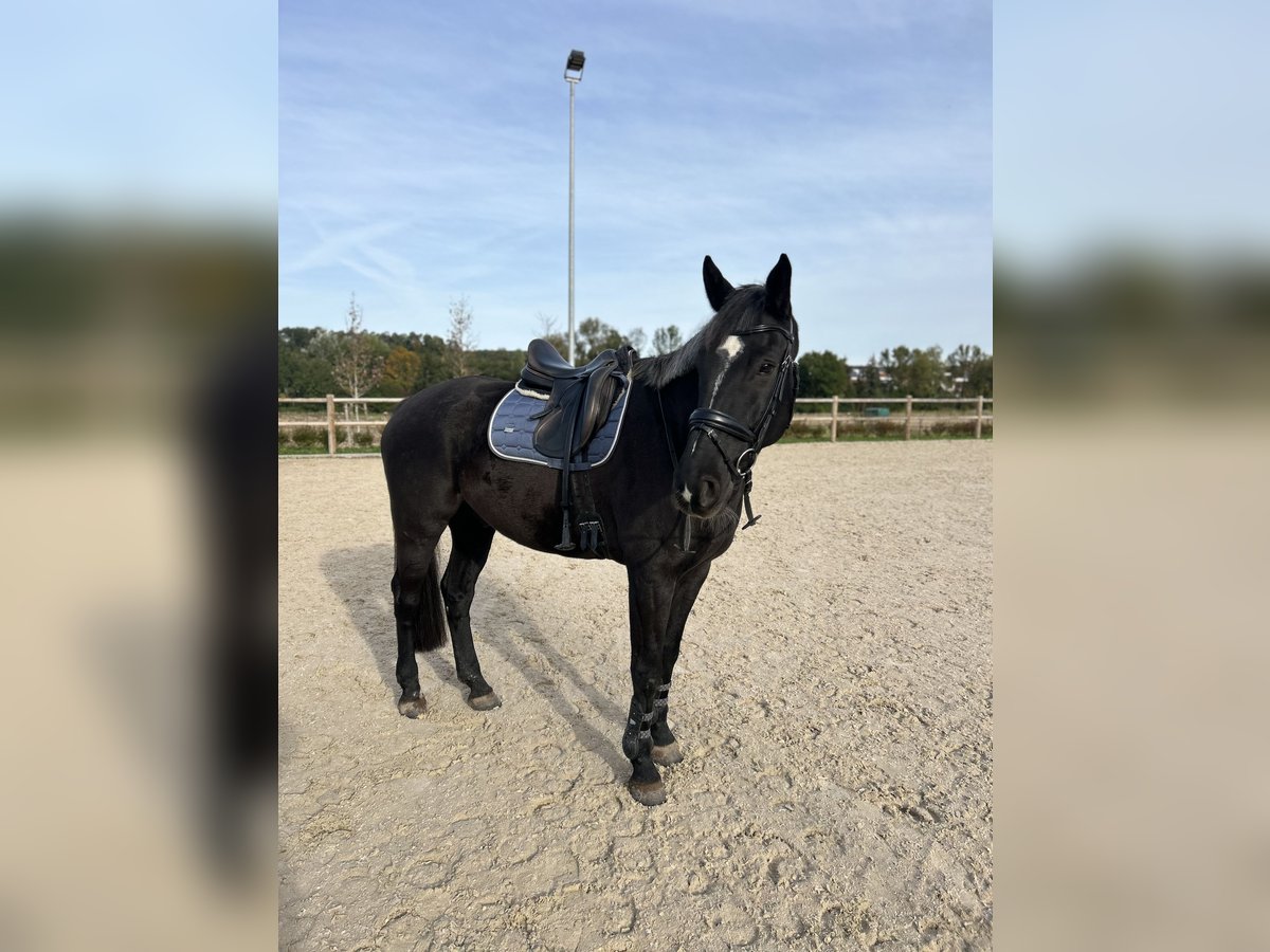 Polish Warmblood Gelding 10 years 16,3 hh Smoky-Black in Schwaigern