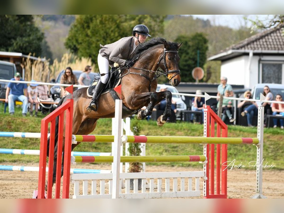 Polish Warmblood Gelding 11 years 16,3 hh Bay-Dark in Biebergemünd