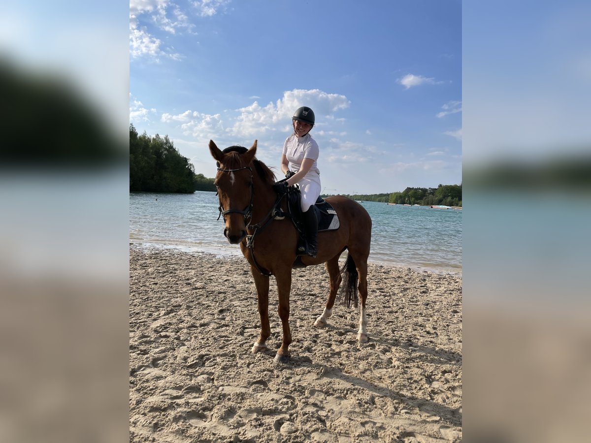 Polish Warmblood Gelding 12 years 16 hh Chestnut-Red in Rastede