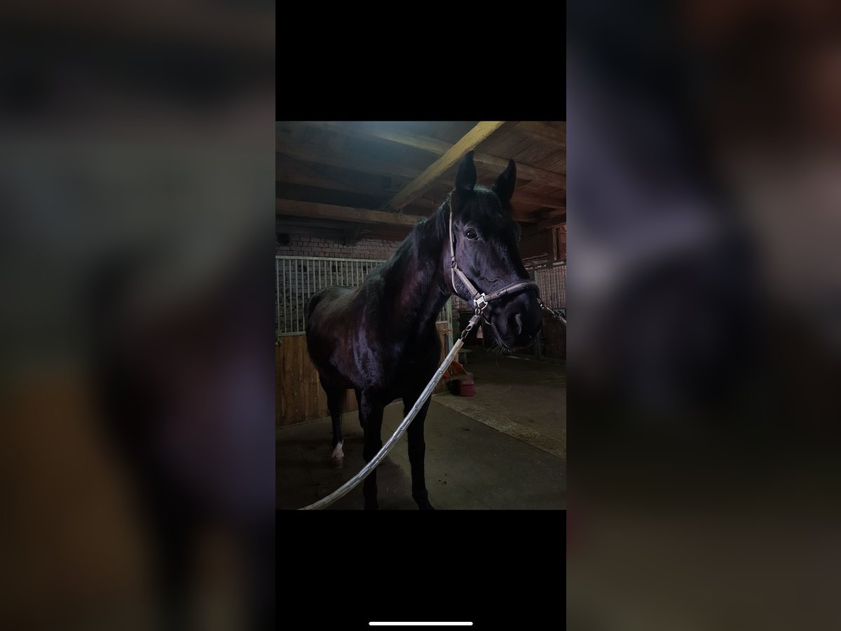 Polish Warmblood Gelding 13 years 16,2 hh Black in Wassertrüdingen