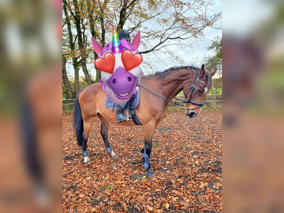 Polish Warmblood Gelding 13 years 16,3 hh Brown in Silberstedt