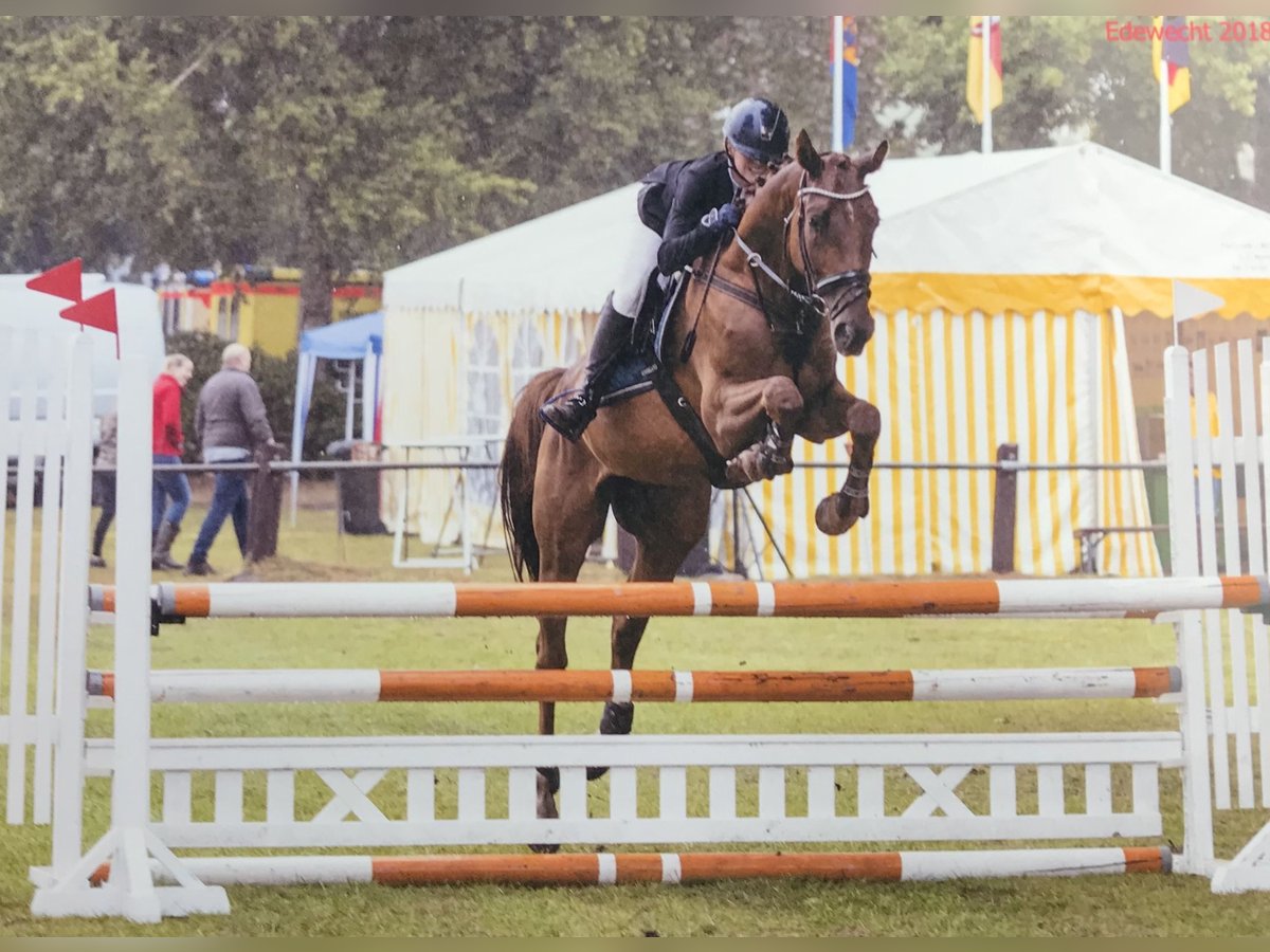 Polish Warmblood Gelding 13 years 16 hh Chestnut-Red in Rastede