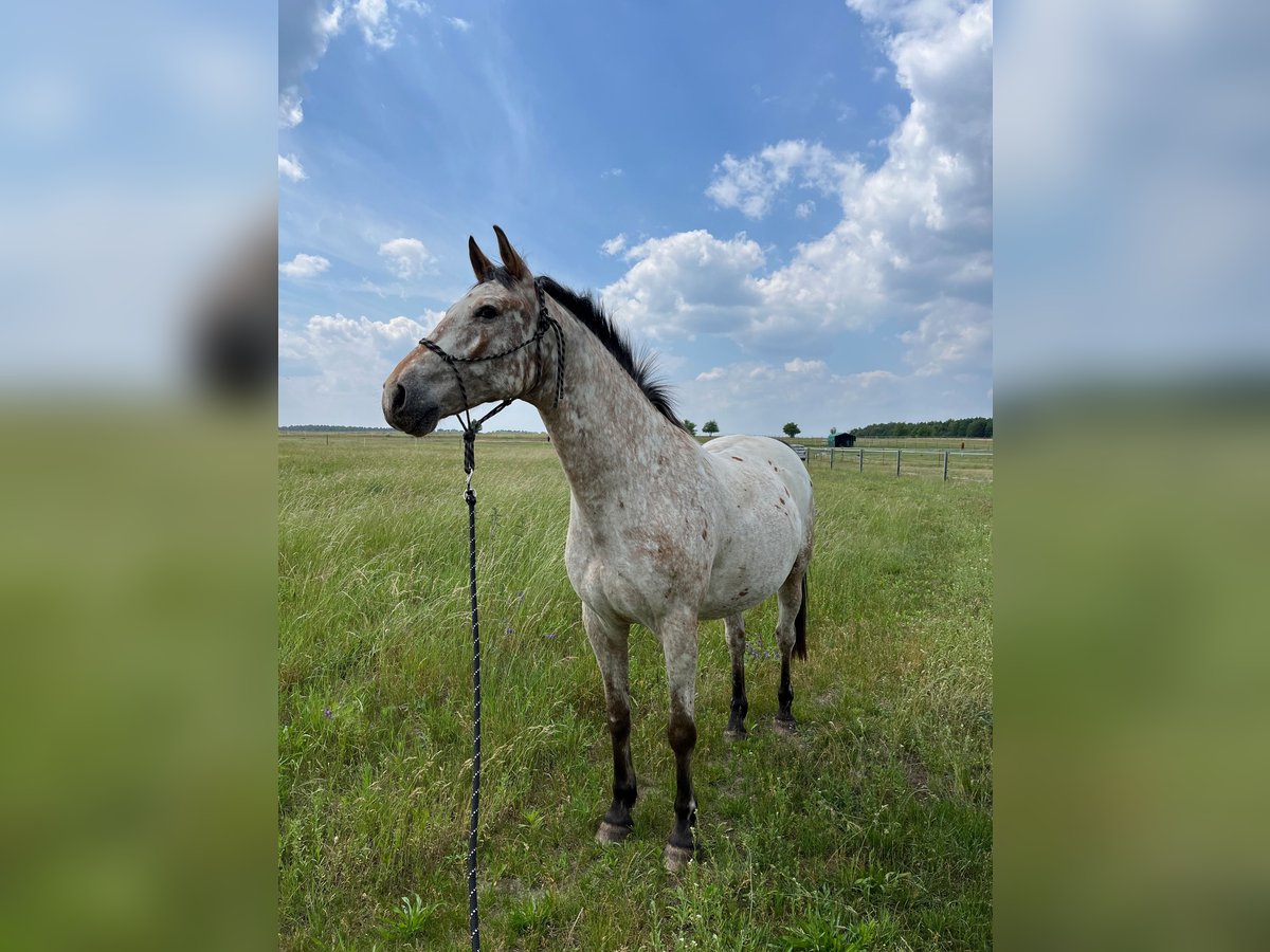 Polish Warmblood Gelding 13 years 16 hh Leopard-Piebald in Breydin