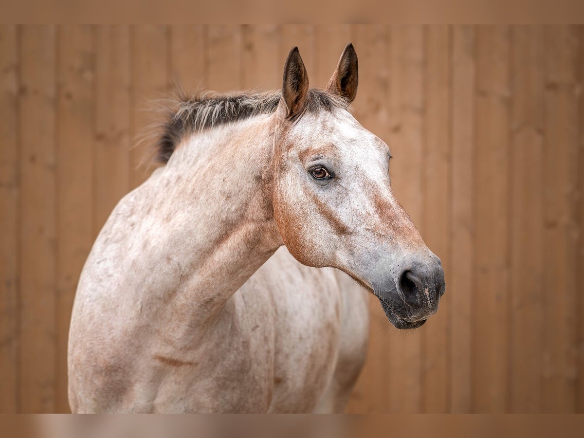 Polish Warmblood Gelding 15 years 15,1 hh Brown Falb mold in Aying