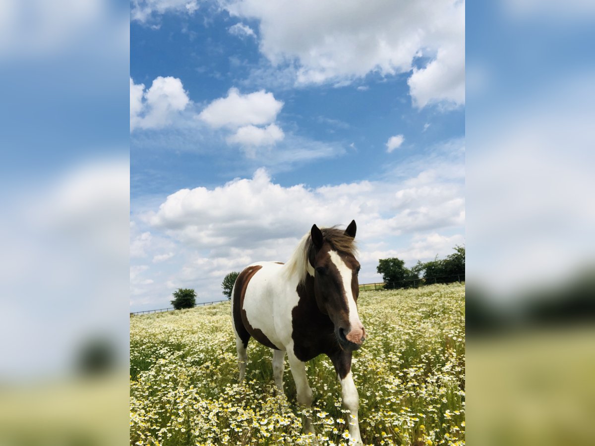 Polish Warmblood Gelding 15 years 15,2 hh Pinto in Stutensee