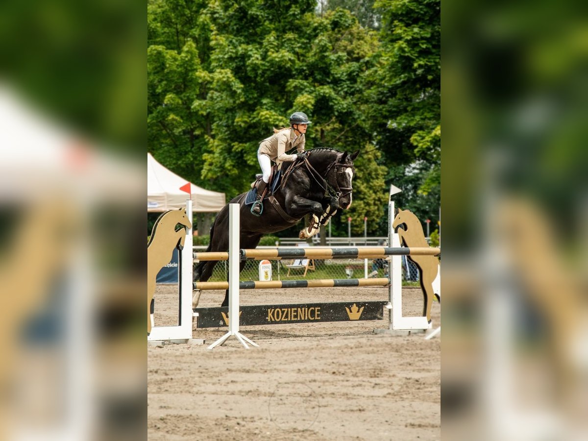 Polish Warmblood Gelding 15 years 16,2 hh Black in Konstancin-Jeziorna