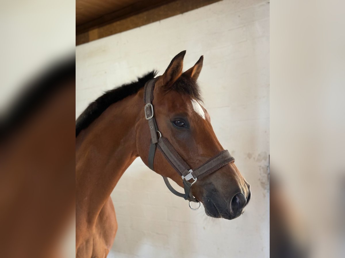 Polish Warmblood Gelding 16 years 15,2 hh Brown in Hankensb&#xFC;ttel