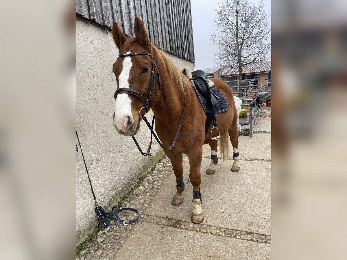 Polish Warmblood Gelding 17 years 16,1 hh Chestnut-Red in Reichertsheim