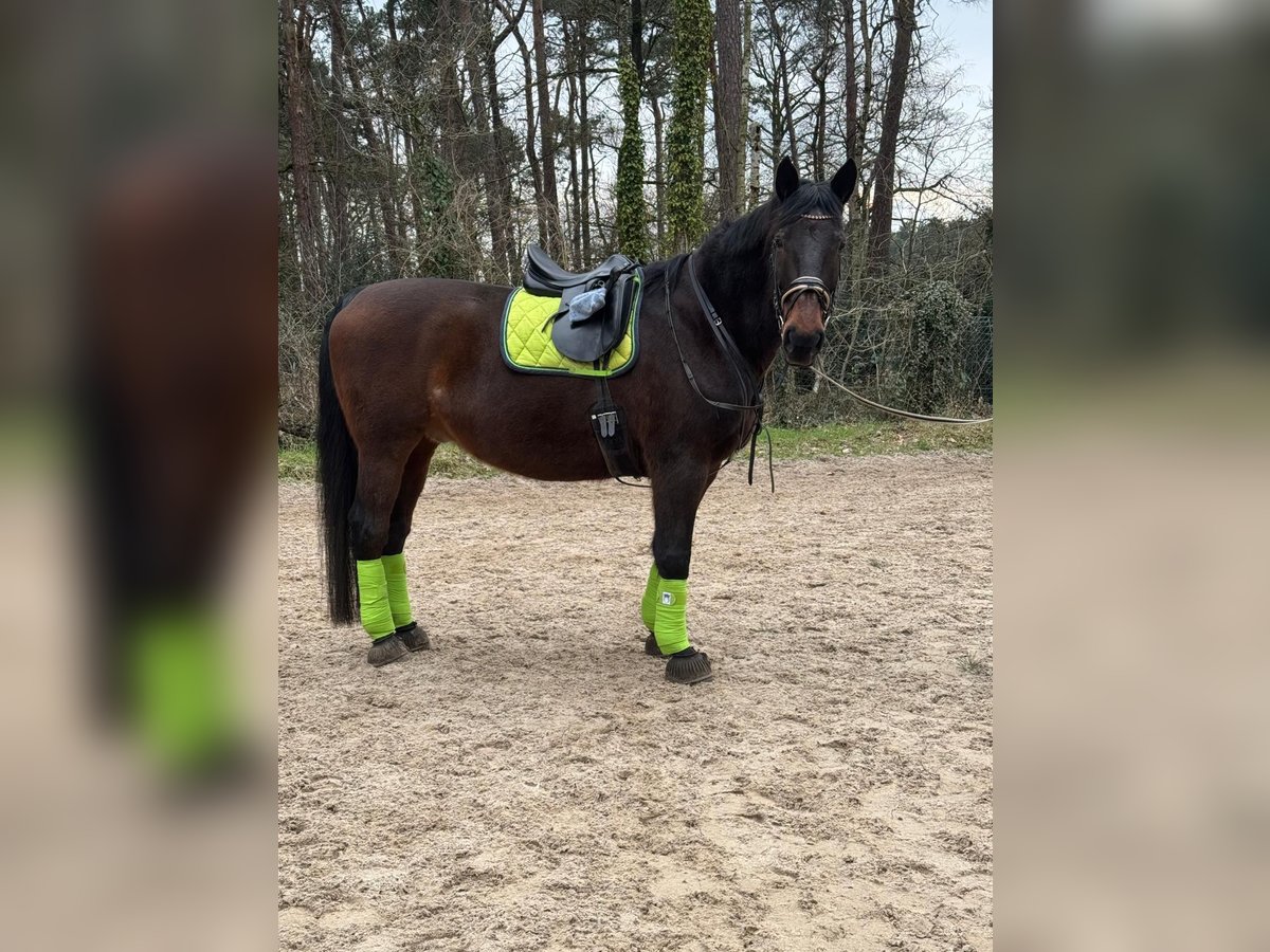 Polish Warmblood Gelding 18 years 16,2 hh Bay-Dark in Versmold