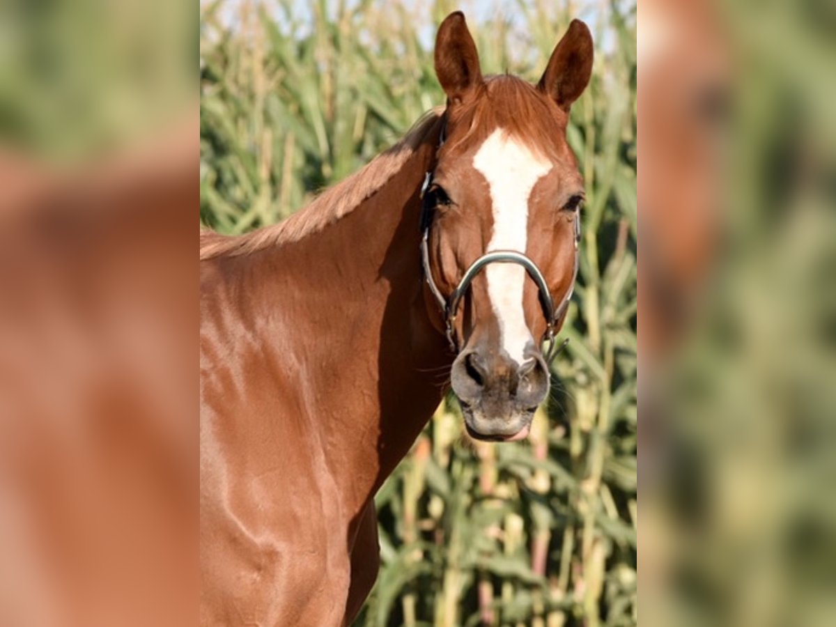 Polish Warmblood Gelding 18 years 16,2 hh Chestnut-Red in Obernburg am Main