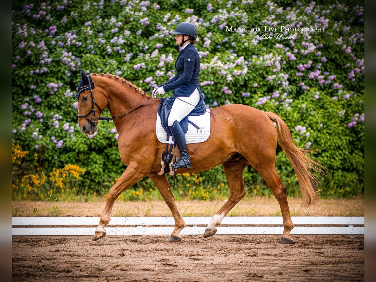 Polish Warmblood Gelding 19 years 16,1 hh Chestnut-Red in Bad Schmiedeberg