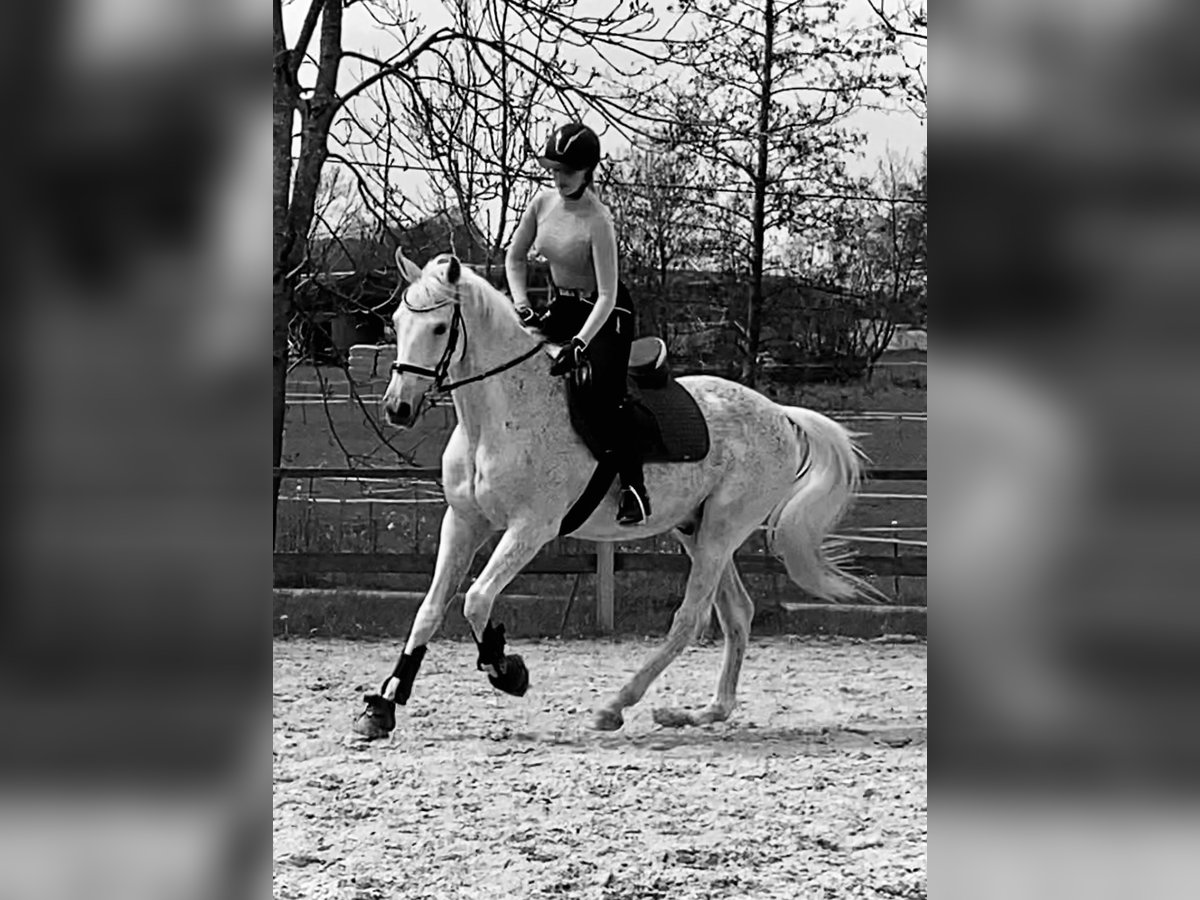 Polish Warmblood Gelding 21 years 15,3 hh Gray-Fleabitten in Schmallenberg