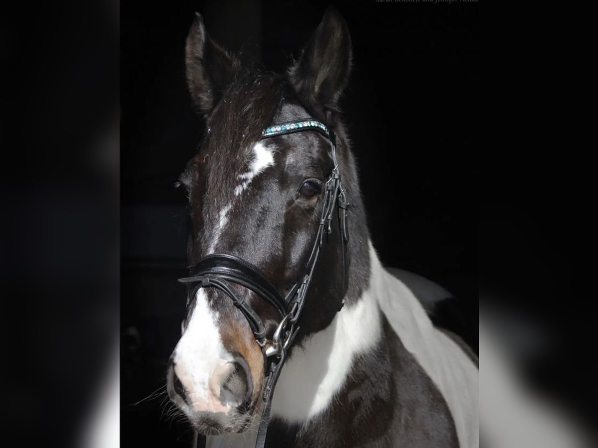 Polish Warmblood Gelding 22 years 15,3 hh Pinto in Neuried