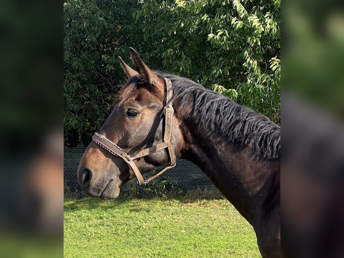 Polish Warmblood Gelding 3 years 16,2 hh Bay-Dark in Neubukow