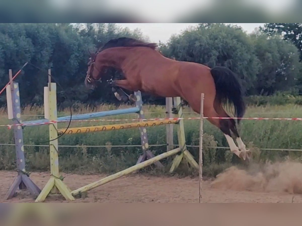 Polish Warmblood Gelding 4 years 15,2 hh Brown in Grudziądz